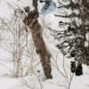 Snowboard Burton Family Tree Hometown Hero Camber
